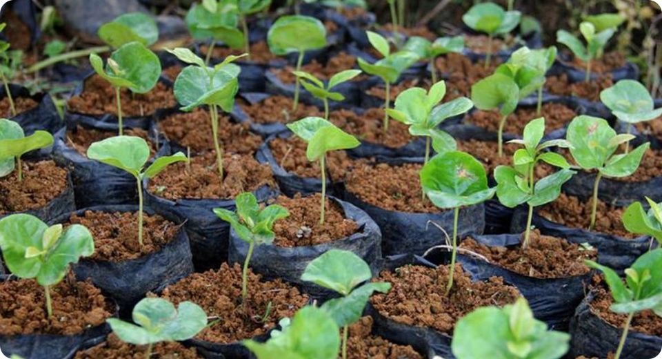 IndoAsian Plantation Drives